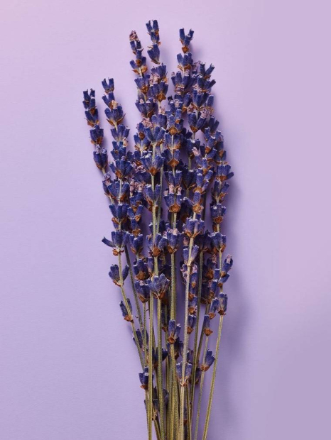 Большой подарочный набор для тела Lavender & Vanilla от Victoria’s Secret 1159848803 (Сиреневый One Size)