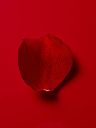 Набір для тіла Very Sexy Scarlet Victoria's Secret міст та лосьйон 1159852886 (Червоний 250 ml/250 ml)