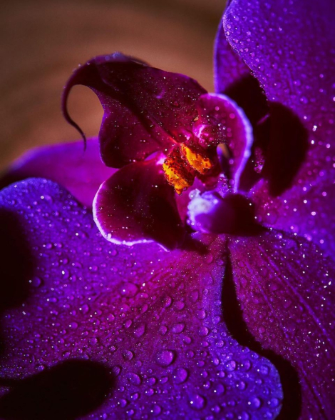 Парфюмированная вода Very Sexy Orchid Victoria's Secret 1159840716 (Фиолетовый 100 ml)