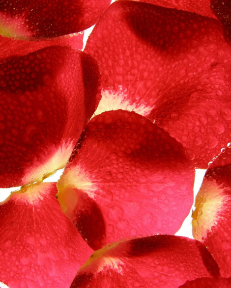 Парфумована вода Very Sexy Scarlet Victoria's Secret 1159846772 (Червоний 50 ml)