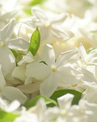 Парфумована вода Very Sexy Scarlet Victoria's Secret 1159846772 (Червоний 50 ml)