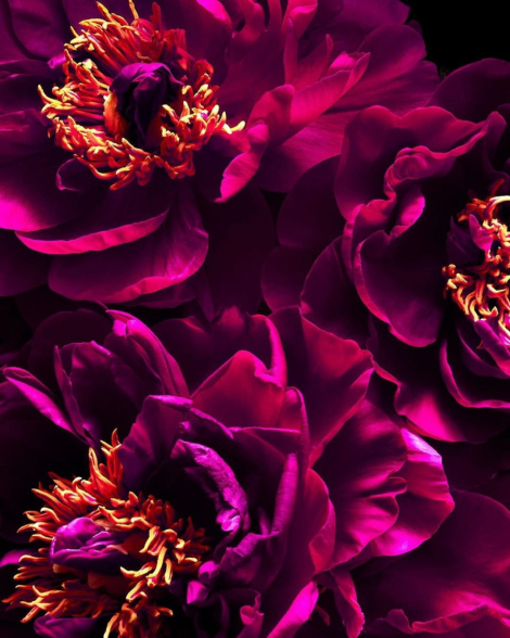 Подарочный набор Bombshell Passion от Victoria’s Secret для путешествий 1159848559 (Розовый One size)