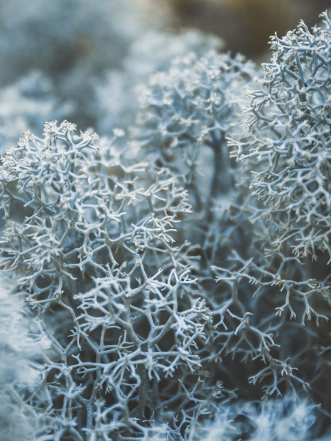 Подарунковий набір Daring Victoria's Secret лосьйон та парфум 1159856426 (Зелений 7,5 ml/ 100 ml)