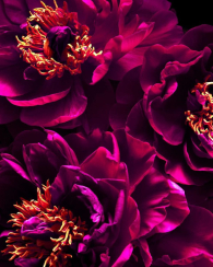 Подарочный набор Bombshell Passion от Victoria’s Secret для путешествий 1159848559 (Розовый One size)