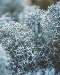 Подарочный набор Daring от Victoria’s Secret 1159848983 (Зеленый One size)