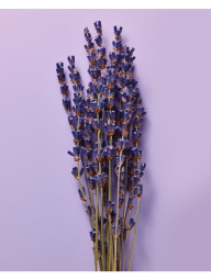 Большой подарочный набор для тела Lavender от Victoria’s Secret Pink 1159856304 (Синий One Size)