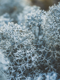 Подарочный набор Daring Victoria’s Secret лосьон, мист и парфюм 1159858204 (Зеленый One size)