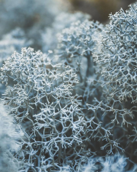 Лосьйон для рук та тіла Daring Victoria's Secret 1159852979 (Зелений 295 ml)