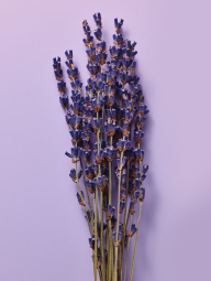 Парфумований лосьйон для тіла Lavender & Vanilla Victoria's Secret 1159859134 (бузковий 236 ml)