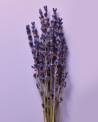 Парфюмированный спрей для тела Lavender & Vanilla Victoria’s Secret 1159783534 (Сиреневый, 250 ml)